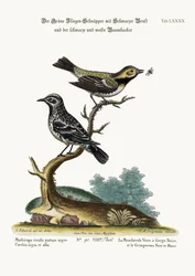 Le gobemouche vert à gorge noire et le grimpereau noir et blanc, 1749-73